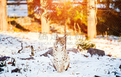 猞猁在冬天