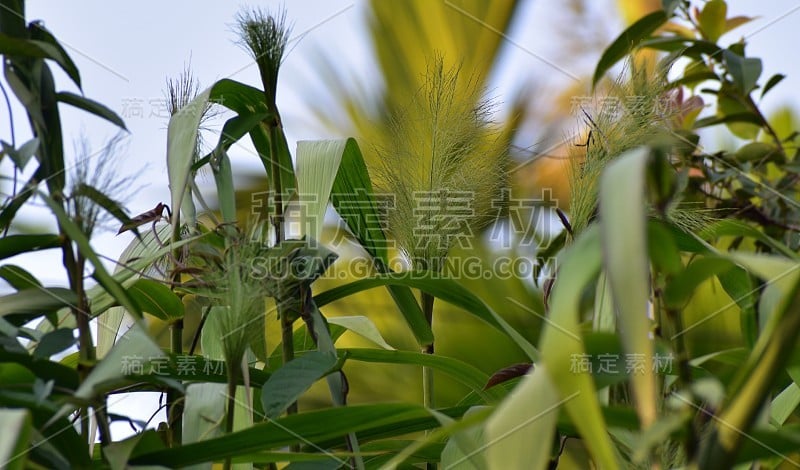 草扫帚植物