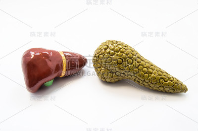 肝胆系统的概念。肝脏和胰腺的解剖模型就在旁边的白色背景上。肝胆系统疾病及病理，诊断，扫描，手术及治疗