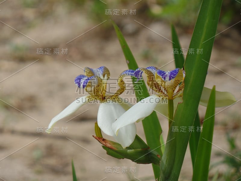 巴西新马利卡假丝酵母花在花园里