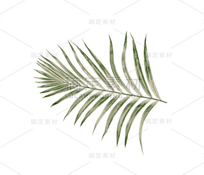 棕榈树的绿叶孤立在白色的背景上
