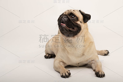 哈巴狗