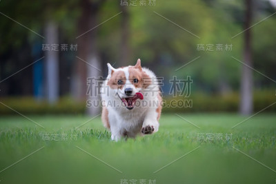 柯基狗在公园里玩耍