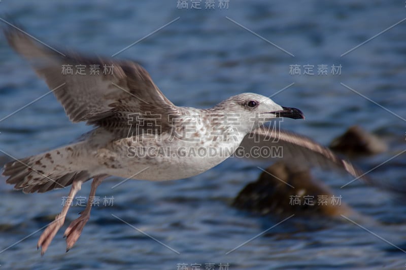 海鸥