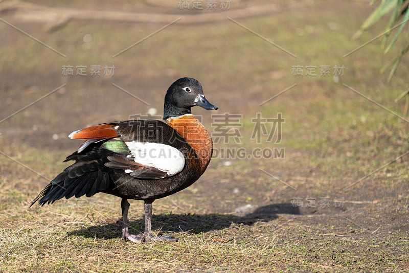 澳洲雪鸭(Tadorna tadornoides)