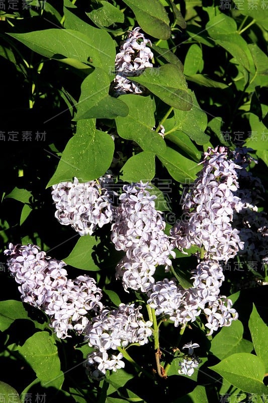 蓝色丁香(紫丁香)在夏天开花植物特写