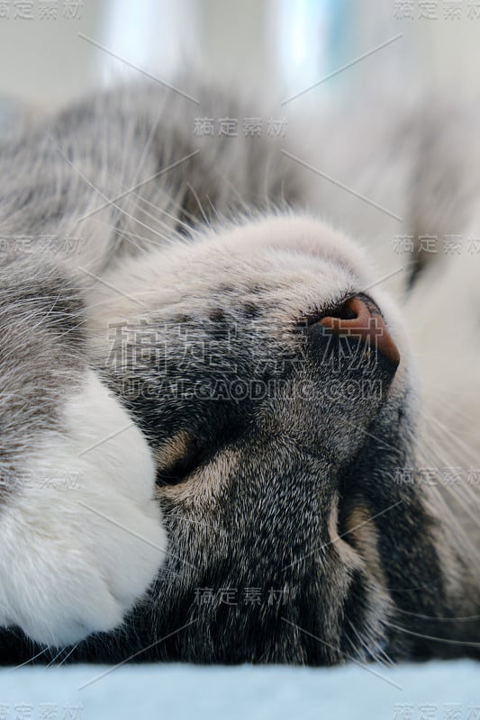 睡觉的灰猫用爪子捂着脸，特写镜头