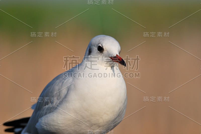 黑头鸥