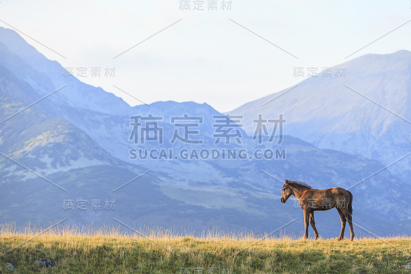 美丽的野马在遥远的山区在夏天