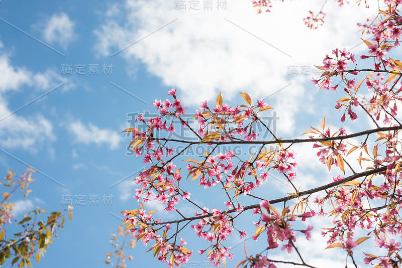 野生喜马拉雅樱桃与蓝天和云的背景