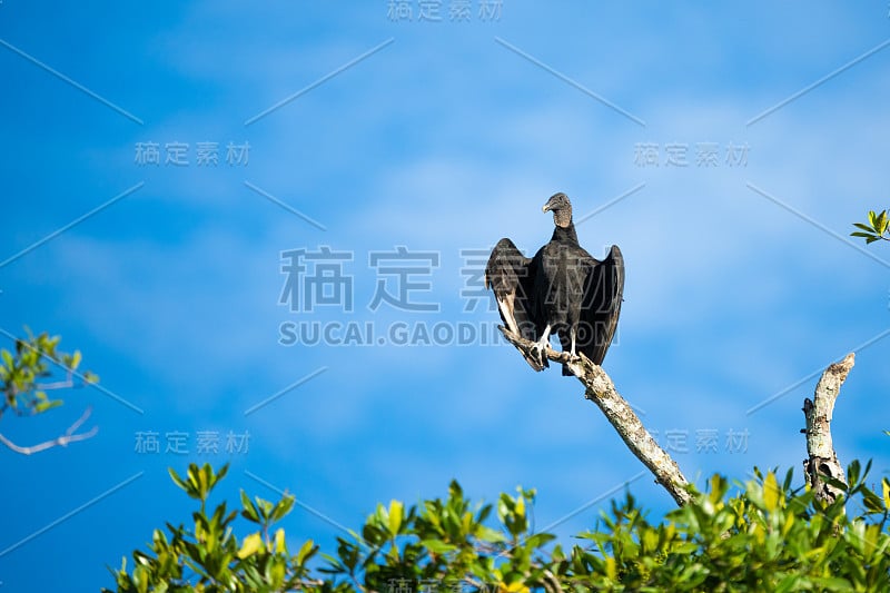 土耳其秃鹰