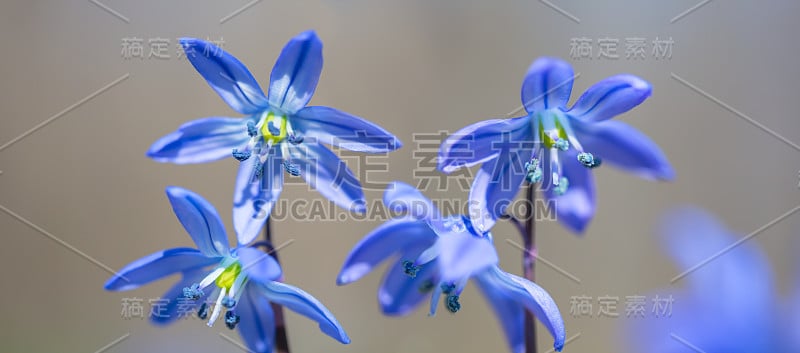 特写一堆蓝色的春天雪花莲在森林，户外锡拉背景