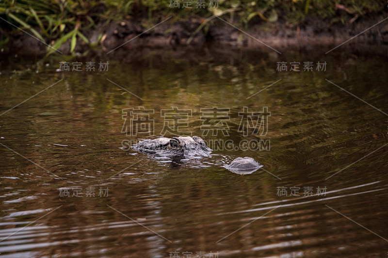 巨大的美洲鳄密西西比短吻鳄