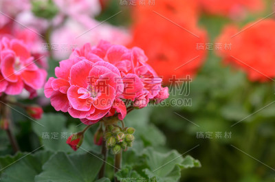 花园天竺葵粉红色花特写。