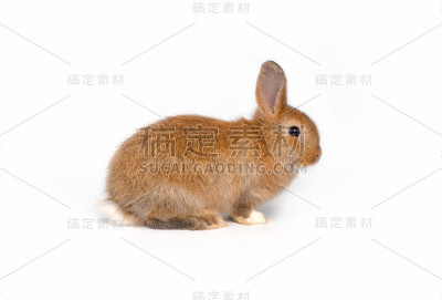 可爱的复活节兔子宝宝，红棕色的皮毛在白色的背景。孤立