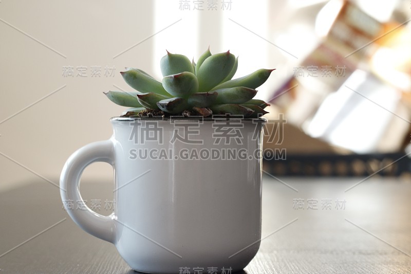 cute succulent in a coffee mug