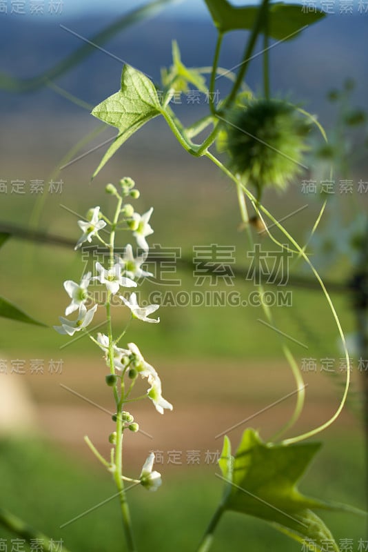 野生树人，加利福尼亚曼根，比格鲁特，愤怒，愤怒的法巴西亚，愤怒的法巴塞，Cucurbitaceae,