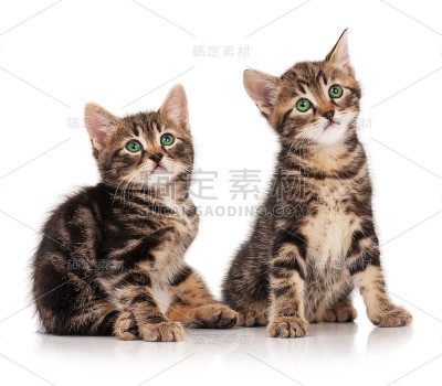 可爱的小猫