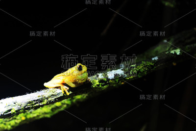 明亮的黄色青蛙和龙骨袋清晰可见
