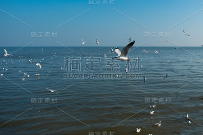 海鸥在泰国邦浦飞翔
