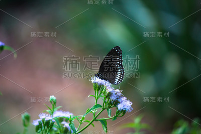 普通的乌鸦蝴蝶坐在花上喝花蜜