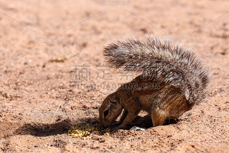 南非地松鼠Xerus inauris