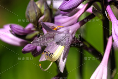 玉簪花。种植花。