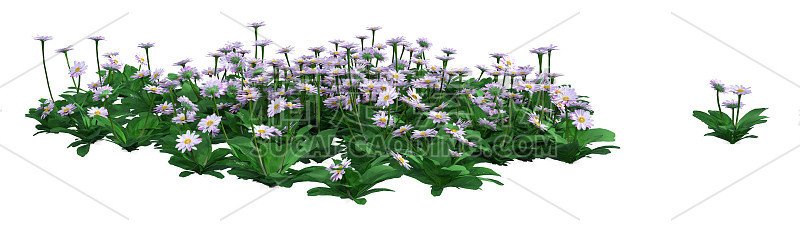 3D插图雏菊花在白色