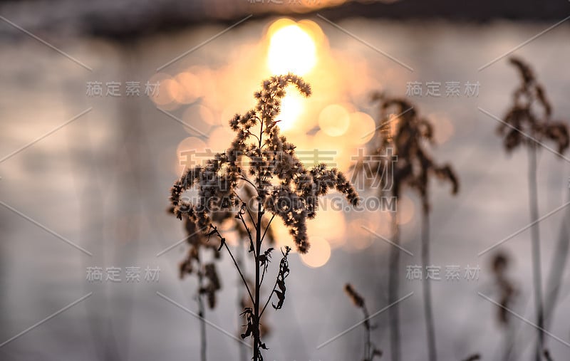 河边夕阳背景上蓬松的植物