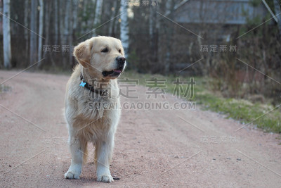 土路上的金毛寻回犬。