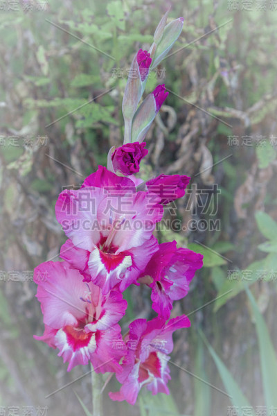 粉红色的剑兰在夏天生长在花园里