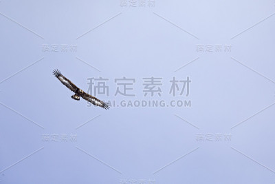 在瑞士阿尔卑斯山的蓝天前，一只金雕在高空翱翔。