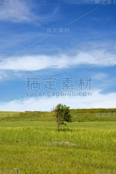 孤独的树