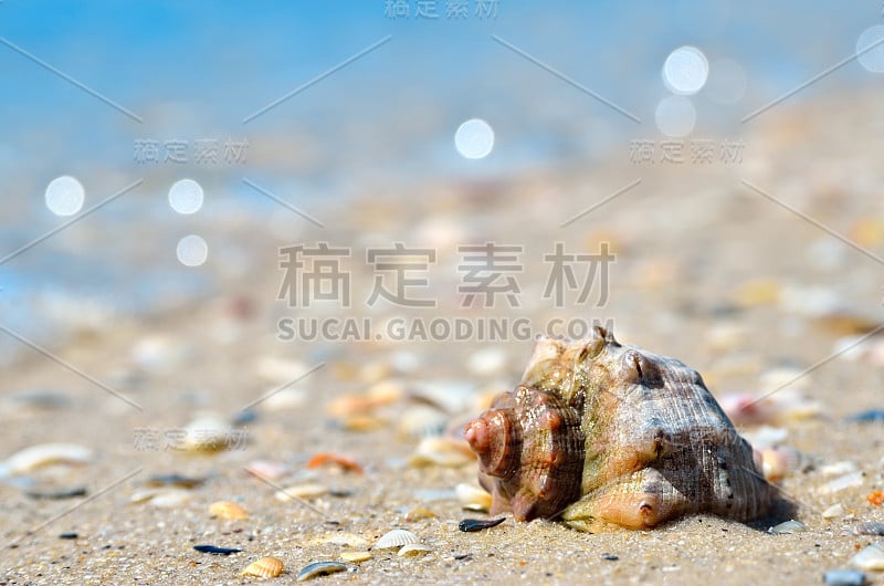 海浪冲刷着海滩上的贝壳