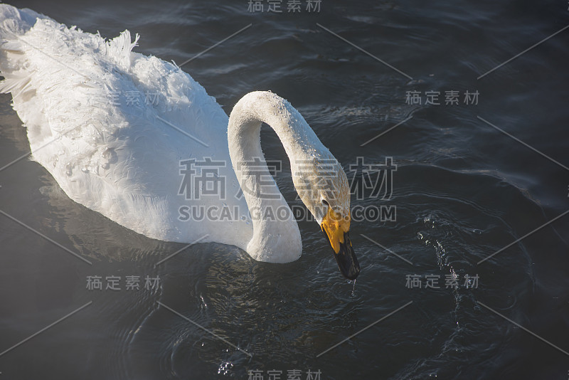 美丽的白色鸣叫天鹅