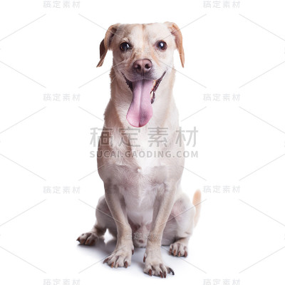 快乐的狗