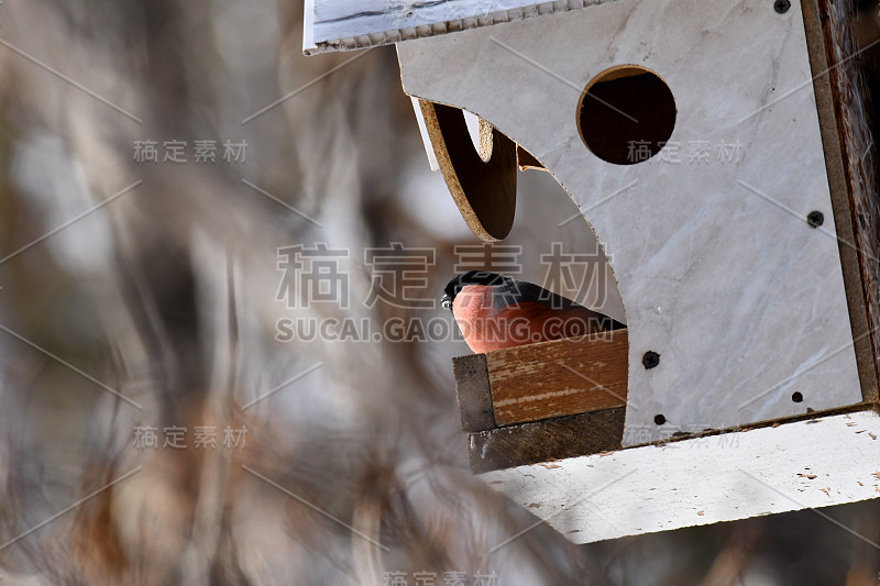 公红腹灰雀坐在喂鸟器上