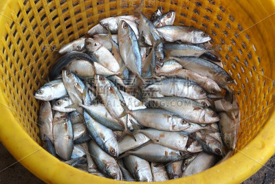 黄色条纹鲹鱼