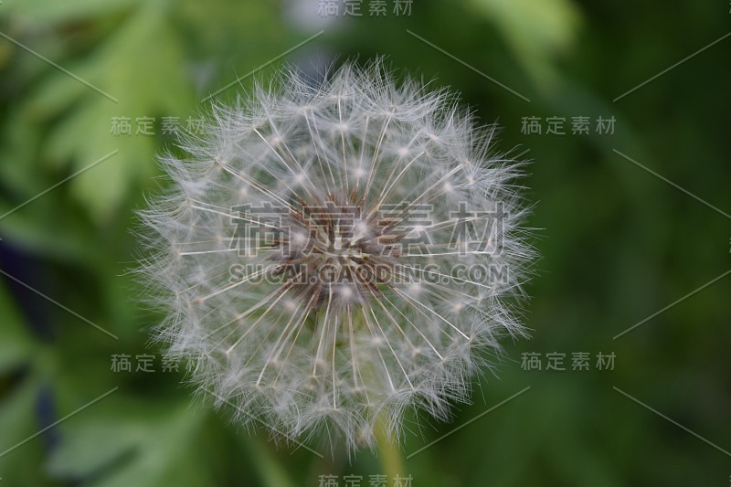白色的蒲公英花