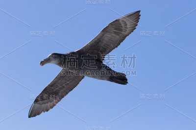 北方巨海燕——哈利巨海燕
