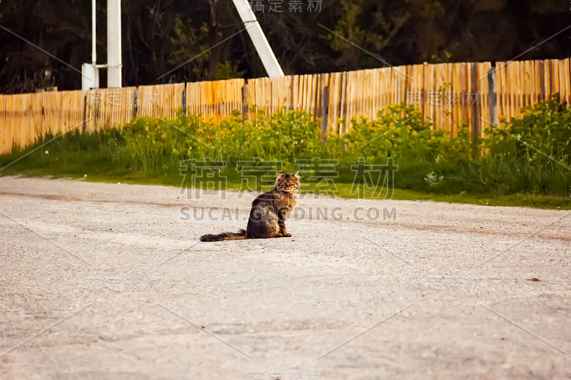 小猫