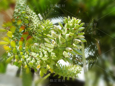 老鼠尾巴仙人掌