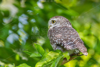 靠近斑点小猫头鹰(Athene brama)的左边