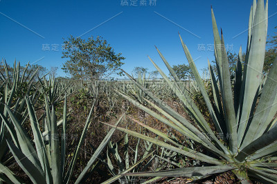 仙人掌的植物