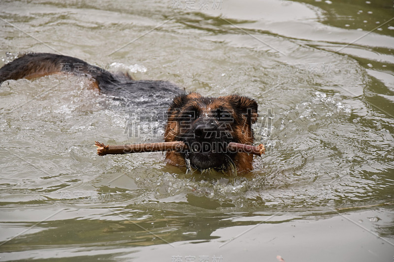 德国牧羊犬