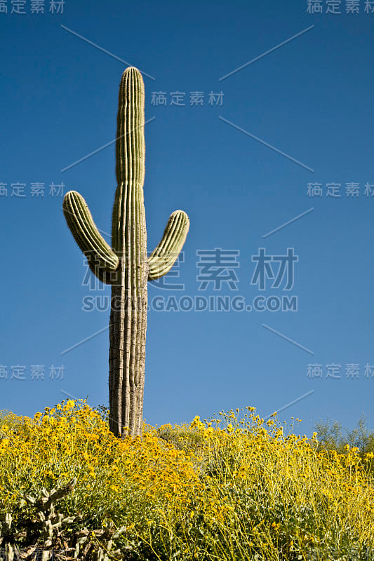 沙漠仙人掌，花和天空