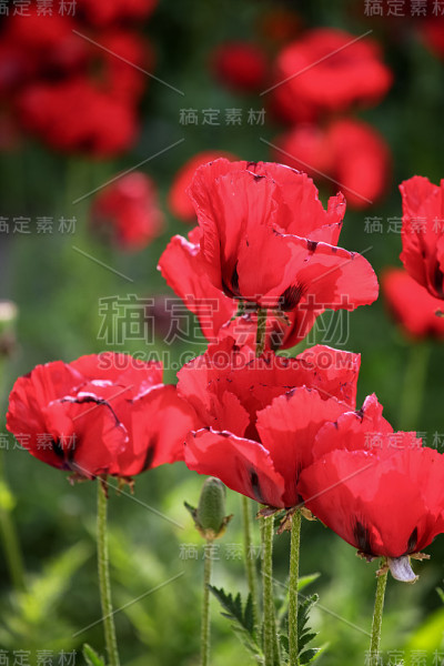 田野里的罂粟花