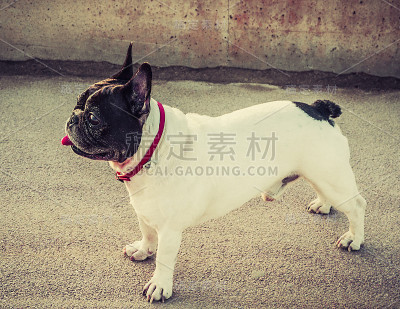 斗牛犬
