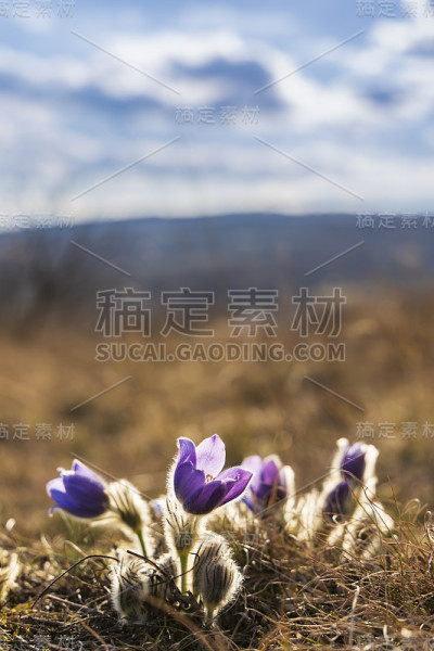 捷克共和国南部摩拉维亚Podyji国家公园的白头花