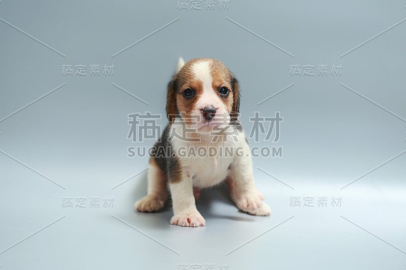 强纯种小猎犬幼犬在工作室灯光